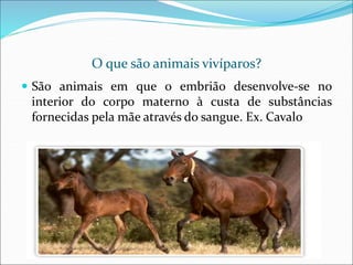 O que são animais vivíparos?
 São animais em que o embrião desenvolve-se no
interior do corpo materno à custa de substâncias
fornecidas pela mãe através do sangue. Ex. Cavalo
 