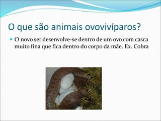 O que são animais ovovivíparos?
 O novo ser desenvolve-se dentro de um ovo com casca
muito fina que fica dentro do corpo da mãe. Ex. Cobra
 