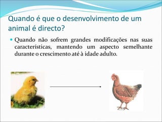 Quando é que o desenvolvimento de um
animal é directo?
 Quando não sofrem grandes modificações nas suas
características, mantendo um aspecto semelhante
durante o crescimento até à idade adulto.
 