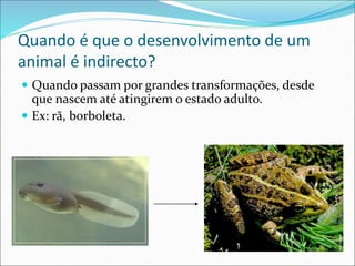Quando é que o desenvolvimento de um
animal é indirecto?
 Quando passam por grandes transformações, desde
que nascem até atingirem o estado adulto.
 Ex: rã, borboleta.
 