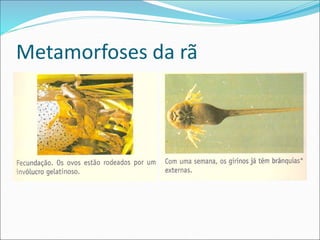 Metamorfoses da rã
 