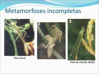 Metamorfoses incompletas
Fase larvar
Fase de insecto adulto
 