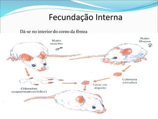 Fecundação Interna
Dá-se no interior do corpo da fêmea.
 