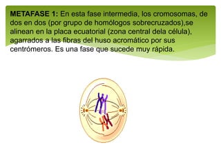 METAFASE 1: En esta fase intermedia, los cromosomas, de
dos en dos (por grupo de homólogos sobrecruzados),se
alinean en la placa ecuatorial (zona central dela célula),
agarrados a las fibras del huso acromático por sus
centrómeros. Es una fase que sucede muy rápida.
 