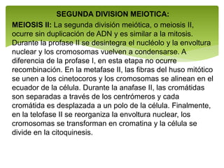 SEGUNDA DIVISION MEIOTICA:
MEIOSIS II: La segunda división meiótica, o meiosis II,
ocurre sin duplicación de ADN y es similar a la mitosis.
Durante la profase II se desintegra el nucléolo y la envoltura
nuclear y los cromosomas vuelven a condensarse. A
diferencia de la profase I, en esta etapa no ocurre
recombinación. En la metafase II, las fibras del huso mitótico
se unen a los cinetocoros y los cromosomas se alinean en el
ecuador de la célula. Durante la anafase II, las cromátidas
son separadas a través de los centrómeros y cada
cromátida es desplazada a un polo de la célula. Finalmente,
en la telofase II se reorganiza la envoltura nuclear, los
cromosomas se transforman en cromatina y la célula se
divide en la citoquinesis.
 
