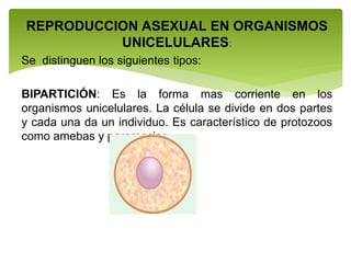 REPRODUCCION ASEXUAL EN ORGANISMOS
UNICELULARES:
Se distinguen los siguientes tipos:
BIPARTICIÓN: Es la forma mas corriente en los
organismos unicelulares. La célula se divide en dos partes
y cada una da un individuo. Es característico de protozoos
como amebas y paramecios.
 