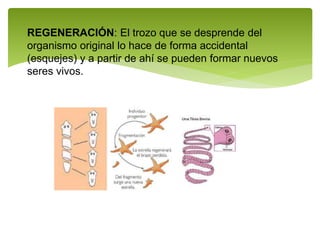 REGENERACIÓN: El trozo que se desprende del
organismo original lo hace de forma accidental
(esquejes) y a partir de ahí se pueden formar nuevos
seres vivos.
 