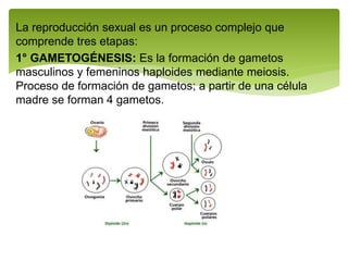 La reproducción sexual es un proceso complejo que
comprende tres etapas:
1° GAMETOGÉNESIS: Es la formación de gametos
masculinos y femeninos haploides mediante meiosis.
Proceso de formación de gametos; a partir de una célula
madre se forman 4 gametos.
 