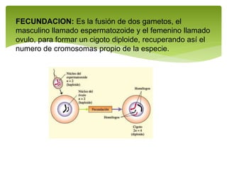 FECUNDACION: Es la fusión de dos gametos, el
masculino llamado espermatozoide y el femenino llamado
ovulo, para formar un cigoto diploide, recuperando así el
numero de cromosomas propio de la especie.
 