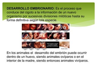 DESARROLLO EMBRIONARIO: Es el proceso que
conduce del cigoto a la información de un nuevo
organismo por sucesivas divisiones mitóticas hasta su
forma definitiva según lola especie.
En los animales el desarrollo del embrión puede ocurrir
dentro de un huevo, siendo animales ovíparos o en el
interior de la madre, siendo entonces animales vivíparos.
 