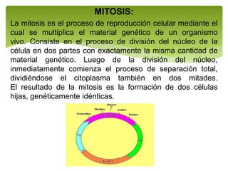 MITOSIS:
La mitosis es el proceso de reproducción celular mediante el
cual se multiplica el material genético de un organismo
vivo. Consiste en el proceso de división del núcleo de la
célula en dos partes con exactamente la misma cantidad de
material genético. Luego de la división del núcleo,
inmediatamente comienza el proceso de separación total,
dividiéndose el citoplasma también en dos mitades.
El resultado de la mitosis es la formación de dos células
hijas, genéticamente idénticas.
 