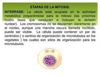 ETAPAS DE LA MITOSIS:
INTERFASE: La célula está ocupada en la actividad
metabólica preparándose para la mitosis (las próximas
cuatro fases que conducen e incluyen la división
nuclear). Los cromosomas no se disciernen claramente en
el núcleo, aunque una mancha oscura llamada nucléolo,
puede ser visible. La célula puede contener un par de
centriolos ( o centros de organización de microtubulos en los
vegetales ) los cuales son sitios de organización para los
microtubulos.
 
