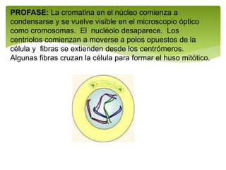 PROFASE: La cromatina en el núcleo comienza a
condensarse y se vuelve visible en el microscopio óptico
como cromosomas. El nucléolo desaparece. Los
centriolos comienzan a moverse a polos opuestos de la
célula y fibras se extienden desde los centrómeros.
Algunas fibras cruzan la célula para formar el huso mitótico.
 