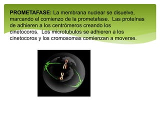 PROMETAFASE: La membrana nuclear se disuelve,
marcando el comienzo de la prometafase. Las proteínas
de adhieren a los centrómeros creando los
cinetocoros. Los microtubulos se adhieren a los
cinetocoros y los cromosomas comienzan a moverse.
 