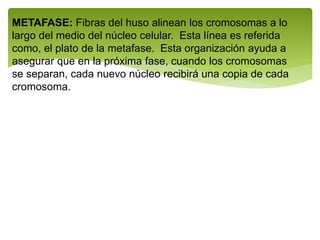 METAFASE: Fibras del huso alinean los cromosomas a lo
largo del medio del núcleo celular. Esta línea es referida
como, el plato de la metafase. Esta organización ayuda a
asegurar que en la próxima fase, cuando los cromosomas
se separan, cada nuevo núcleo recibirá una copia de cada
cromosoma.
 