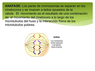 ANAFASE: Los pares de cromosomas se separan en los
cinetocoros y se mueven a lados opuestos de la
célula. El movimiento es el resultado de una combinación
de: el movimiento del cinetocoro a lo largo de los
microtubulos del huso y la interacción física de los
microtubulos polares.
 