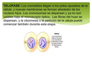 TELOFASE: Los cromatidos llegan a los polos opuestos de la
célula, y nuevas membranas se forman alrededor de los
núcleos hijos. Los cromosomas se dispersan y ya no son
visibles bajo el microscopio óptico. Las fibras del huso se
dispersan, y la citocinesis o la partición de la célula puede
comenzar también durante esta etapa.
 