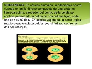 CITOCINESIS: En células animales, la citocinesis ocurre
cuando un anillo fibroso compuesto de una proteína
llamada actína, alrededor del centro de la célula se
contrae pellizcando la célula en dos células hijas, cada
una con su núcleo. En células vegetales, la pared rígida
requiere que un placa celular sea sintetizada entre las
dos células hijas.
 