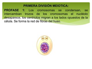 PRIMERA DIVISIÓN MEIOTICA:
PROFASE 1: Los cromosomas se condensan, se
intercambian trozos de los cromosomas el nucléolo
desaparece, los centriolos migran a los lados opuestos de la
célula. Se forma la red de fibras del huso.
 