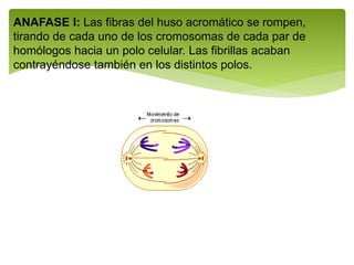 ANAFASE I: Las fibras del huso acromático se rompen,
tirando de cada uno de los cromosomas de cada par de
homólogos hacia un polo celular. Las fibrillas acaban
contrayéndose también en los distintos polos.
 