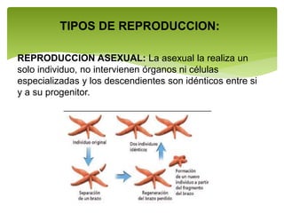 TIPOS DE REPRODUCCION:
REPRODUCCION ASEXUAL: La asexual la realiza un
solo individuo, no intervienen órganos ni células
especializadas y los descendientes son idénticos entre si
y a su progenitor.
 