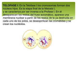 TELOFASE I: En la Telofase I los cromosomas forman dos
núcleos hijos. Es la etapa final de la Meiosis I,
y se caracteriza por ser inversa a la Profase I. En él
desaparecen los restos del huso acromático, aparece una
membrana nuclear a partir de los restos de la ya destruida en
cada uno de los polos, se desespirilizan las cromátidas y se
crean los nucléolos.
 