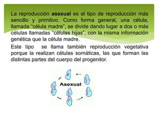 La reproducción asexual es el tipo de reproducción más
sencillo y primitivo. Como forma general, una célula,
llamada “célula madre”, se divide dando lugar a dos o más
células llamadas “células hijas”, con la misma información
genética que la célula madre.
Este tipo se llama también reproducción vegetativa
porque la realizan células somáticas, las que forman las
distintas partes del cuerpo del progenitor.
 