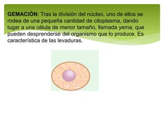 GEMACIÓN: Tras la división del núcleo, uno de ellos se
rodea de una pequeña cantidad de citoplasma, dando
lugar a una célula de menor tamaño, llamada yema, que
pueden desprenderse del organismo que lo produce. Es
característica de las levaduras.
 