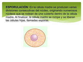 ESPORULACIÓN: En la célula madre se producen varias
divisiones consecutivas del núcleo, originando numerosos
núcleos que se rodean de una cubierta dentro de la célula
madre. Al finalizar, la célula madre se rompe y se liberan
las células hijas, llamadas esporas.
 