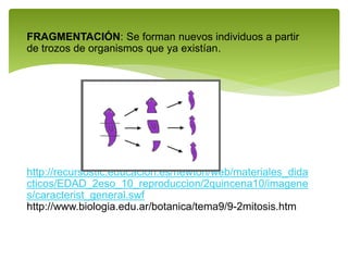 FRAGMENTACIÓN: Se forman nuevos individuos a partir
de trozos de organismos que ya existían.
http://recursostic.educacion.es/newton/web/materiales_dida
cticos/EDAD_2eso_10_reproduccion/2quincena10/imagene
s/caracterist_general.swf
http://www.biologia.edu.ar/botanica/tema9/9-2mitosis.htm
 