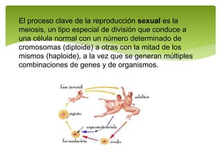 El proceso clave de la reproducción sexual es la
meiosis, un tipo especial de división que conduce a
una célula normal con un número determinado de
cromosomas (diploide) a otras con la mitad de los
mismos (haploide), a la vez que se generan múltiples
combinaciones de genes y de organismos.
 