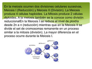 En la meiosis ocurren dos divisiones celulares sucesivas,
Meiosis I (Reducción) y Meiosis II (División). La Meiosis
produce 4 células haploides. La Mitosis produce 2 células
diploides. A la meiosis también se la conoce como división
reduccionalEn la Meiosis I se reduce el nivel de ploidía
desde 2n a n (reducción) mientras que en la Meiosis II se
divide el set de cromosomas remanente en un proceso
similar a la mitosis (división). La mayor diferencia en el
proceso ocurre durante la Meiosis I.
 