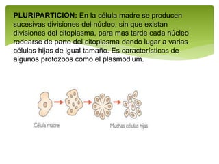 PLURIPARTICION: En la célula madre se producen
sucesivas divisiones del núcleo, sin que existan
divisiones del citoplasma, para mas tarde cada núcleo
rodearse de parte del citoplasma dando lugar a varias
células hijas de igual tamaño. Es características de
algunos protozoos como el plasmodium.
 
