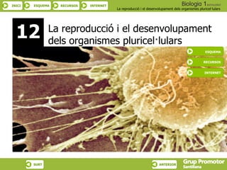 12 La reproducció i el desenvolupament dels organismes pluricel·lulars ESQUEMA RECURSOS INTERNET 