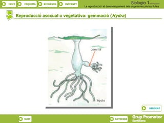 Reproducció asexual o vegetativa: gemmació ( Hydra ) SEGÜENT 
