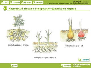 Reproducció asexual o multiplicació vegetativa en vegetals SEGÜENT 