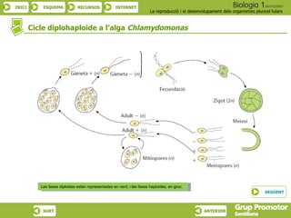 Cicle diplohaploide a l’alga  Chlamydomonas   Les fases diploides estan representades  en verd, i les fases haploides, en ...