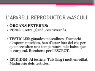 L’APARELL REPRODUCTOR MASCULÍÒRGANS EXTERNS: PENIS: uretra, gland, cos cavernós.TESTICLES: gònades masculines. Formació d’espermatozoides, han d’estar fora del cos per que necessiten una temperatura més baixa que la corporal. Recoberts per l’ESCROT. EPIDIDIM: Al testicle. Tub llarg i molt enrotllat. Maduració dels testicles.
