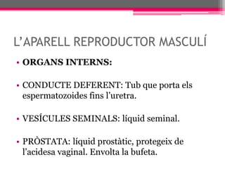 L’APARELL REPRODUCTOR MASCULÍORGANS INTERNS:CONDUCTE DEFERENT: Tub que porta els espermatozoides fins l’uretra.VESÍCULES SEMINALS: líquid seminal.PRÒSTATA: líquid prostàtic, protegeix de l’acidesa vaginal. Envolta la bufeta.