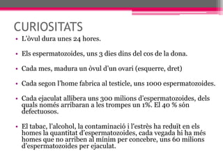  CURIOSITATSL’òvul dura unes 24 hores.Els espermatozoides, uns 3 dies dins del cos de la dona.Cada mes, madura un òvul d’un ovari (esquerre, dret)Cada segon l’home fabrica al testicle, uns 1000 espermatozoides.Cada ejaculat allibera uns 300 milions d’espermatozoides, dels quals només arribaran a les trompes un 1%. El 40 % són defectuosos.El tabac, l’alcohol, la contaminació i l'estrès ha reduït en els homes la quantitat d’espermatozoides, cada vegada hi ha més homes que no arriben al mínim per concebre, uns 60 milions d’espermatozoides per ejaculat.