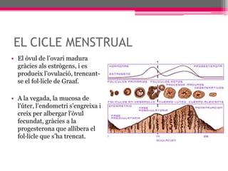 EL CICLE MENSTRUALEl òvul de l’ovari madura gràcies als estrògens, i es produeix l’ovulació, trencant-se el fol·licle de Graaf.A la vegada, la mucosa de l'úter, l’endometri s’engreixa i creix per albergar l'òvul fecundat, gràcies a la progesterona que allibera el fol·licle que s’ha trencat.