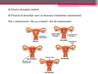 Si l'òvul es fecundat: embrió. Si l'òvul no és fecundat: mor i es descama l’endometri: menstruació.Dia 1: menstruació - dia 14: ovulació - dia 28: menstruació