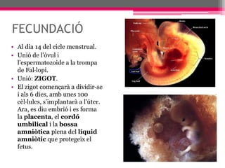 FECUNDACIÓAl dia 14 del cicle menstrual.Unió de l'òvul i l’espermatozoide a la trompa de Fal·lopi.Unió: ZIGOT. El zigot començarà a dividir-se i als 6 dies, amb unes 100 cèl·lules, s’implantarà a l'úter. Ara, es diu embrió i es forma la placenta, el cordó umbilical i la bossa amniòtica plena del líquid amniòtic que protegeix el fetus.