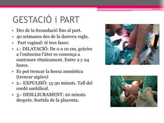 GESTACIÓ i PARTDes de la fecundació fins al part. 40 setmanes des de la darrera regla.Part vaginal: té tres fases:1.- DILATACIÓ: De 0 a 10 cm, gràcies a l’oxitocina l’úter es comença a contraure rítmicament. Entre 2 y 24 hores.Es pot trencar la bossa amniòtica (trencar aigües)2.- EXPULSIÓ: 15-30 minuts. Tall del cordó umbilical.3.- DESLLIURAMENT: 20 minuts després. Sortida de la placenta.