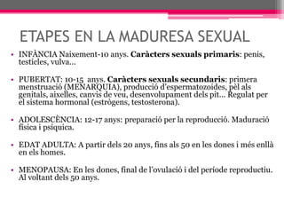 ETAPES EN LA MADURESA SEXUALINFÀNCIA Naixement-10 anys. Caràcters sexuals primaris: penis, testicles, vulva...PUBERTAT: 10-15  anys. Caràcters sexuals secundaris: primera menstruació (MENARQUIA), producció d’espermatozoides, pèl als genitals, aixelles, canvis de veu, desenvolupament dels pit... Regulat per el sistema hormonal (estrògens, testosterona).ADOLESCÈNCIA: 12-17 anys: preparació per la reproducció. Maduració física i psíquica.EDAT ADULTA: A partir dels 20 anys, fins als 50 en les dones i més enllà en els homes. MENOPAUSA: En les dones, final de l’ovulació i del període reproductiu. Al voltant dels 50 anys.