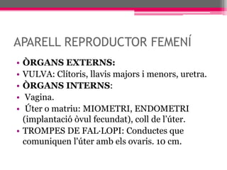 APARELL REPRODUCTOR FEMENÍÒRGANS EXTERNS: VULVA: Clítoris, llavis majors i menors, uretra.ÒRGANS INTERNS: Vagina.  Úter o matriu: MIOMETRI, ENDOMETRI (implantació òvul fecundat), coll de l’úter.TROMPES DE FAL·LOPI: Conductes que comuniquen l'úter amb els ovaris. 10 cm.