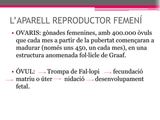 L’APARELL REPRODUCTOR FEMENÍOVARIS: gònades femenines, amb 400.000 òvuls que cada mes a partir de la pubertat començaran a madurar (només uns 450, un cada mes), en una estructura anomenada fol·licle de Graaf.ÓVUL:        Trompa de Fal·lopi         fecundació            matriu o úter        nidació       desenvolupament  fetal.