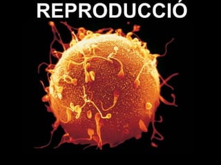 Reproducció. maite abad