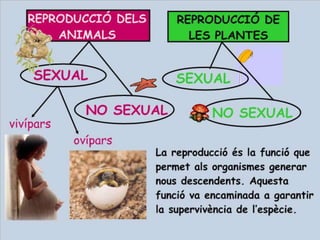 Reproducció. maite abad