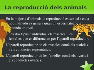 La reproducció dels animals ,[object Object]